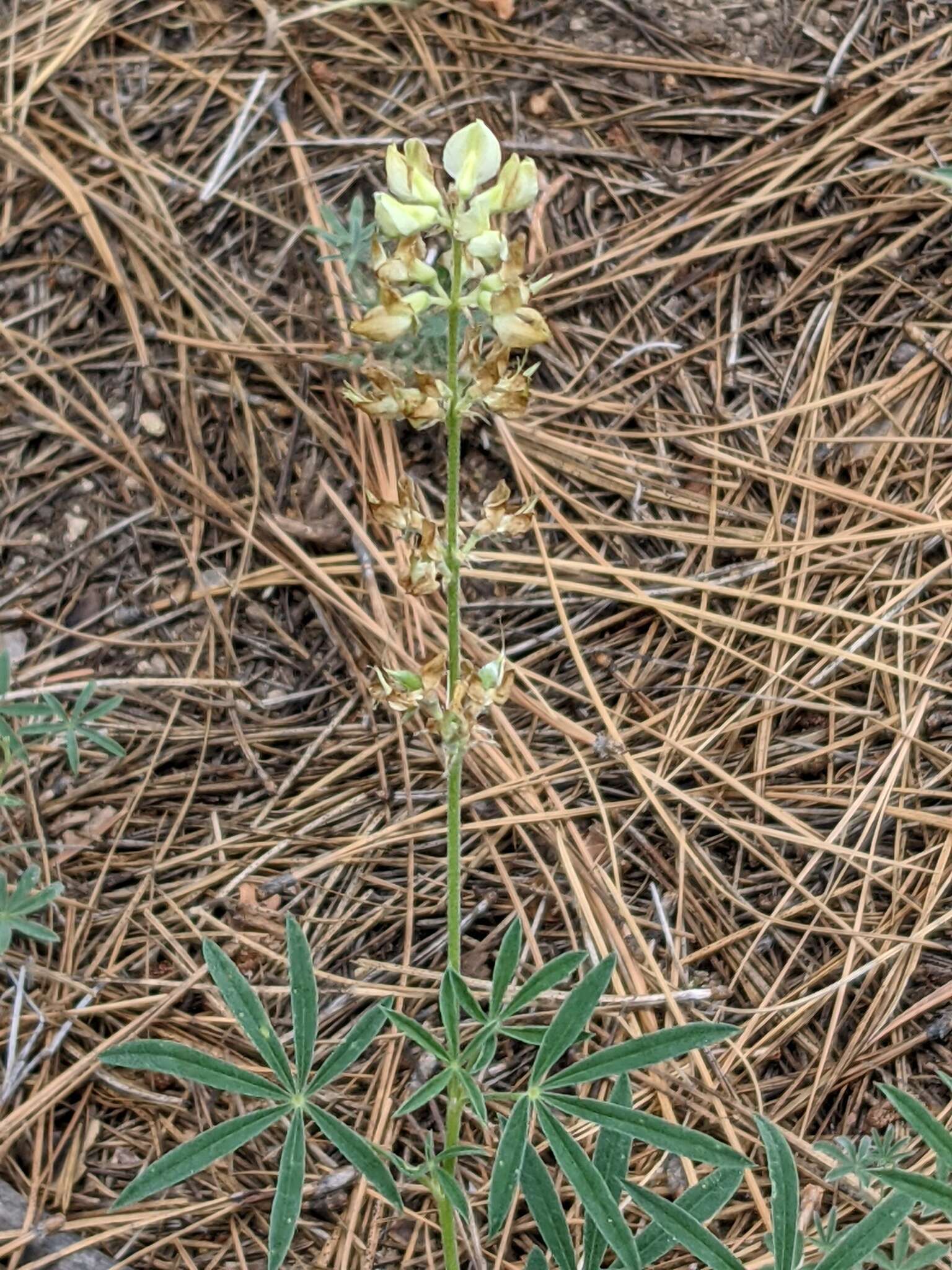 Image of Anderson's lupine