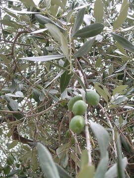 Image of olive tree