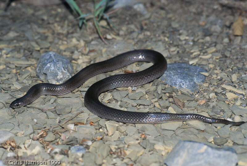 Image of Mexican Hook-nosed Snake