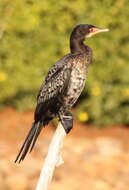 Image of Long-tailed Cormorant