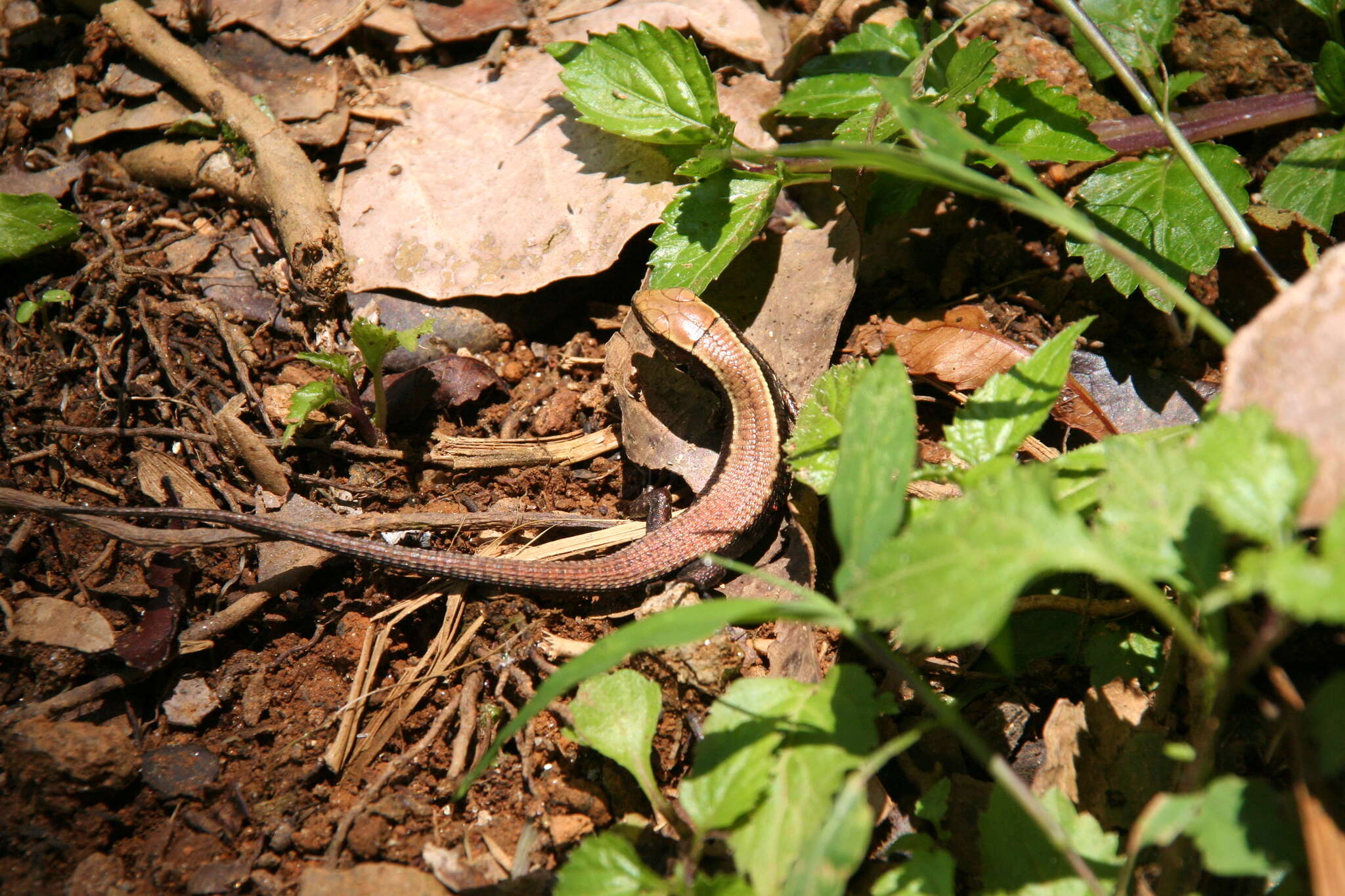 Image of Bronze Girdled Lizard