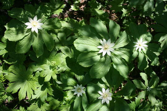 Image of Paris japonica (Franch. & Sav.) Franch.