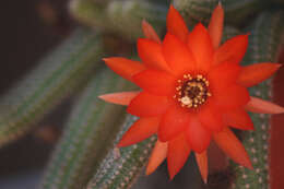 Echinopsis tubiflora resmi