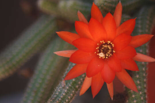 Echinopsis tubiflora resmi