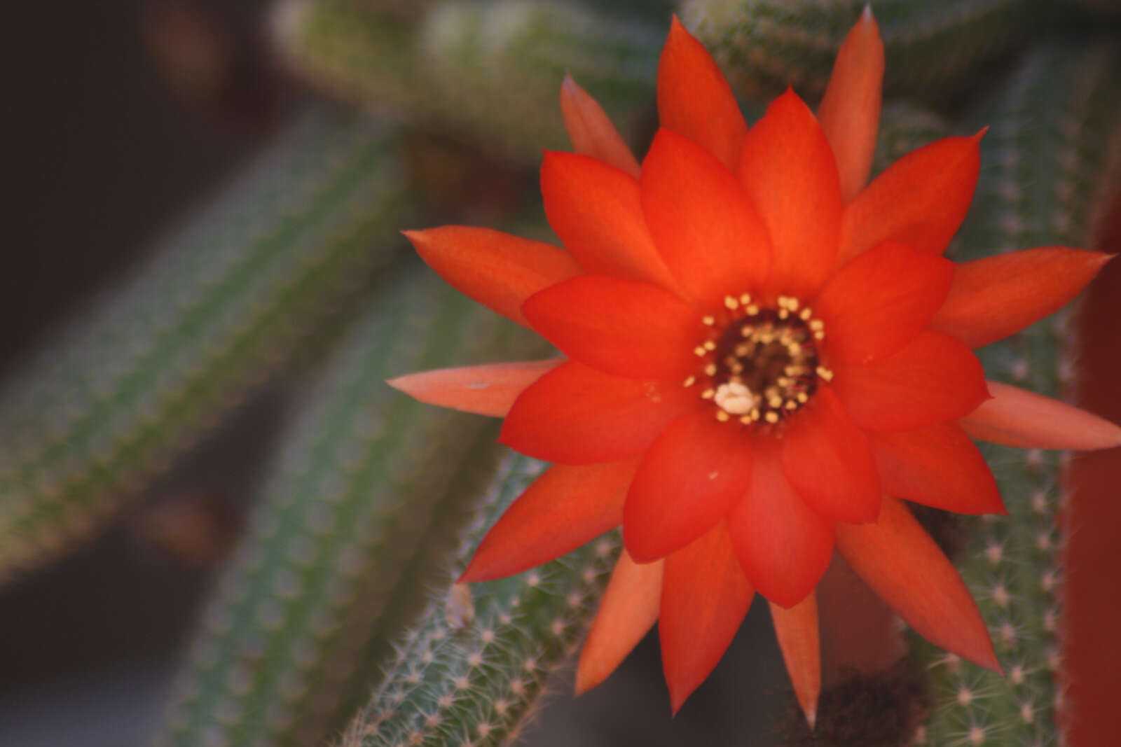 Echinopsis tubiflora resmi