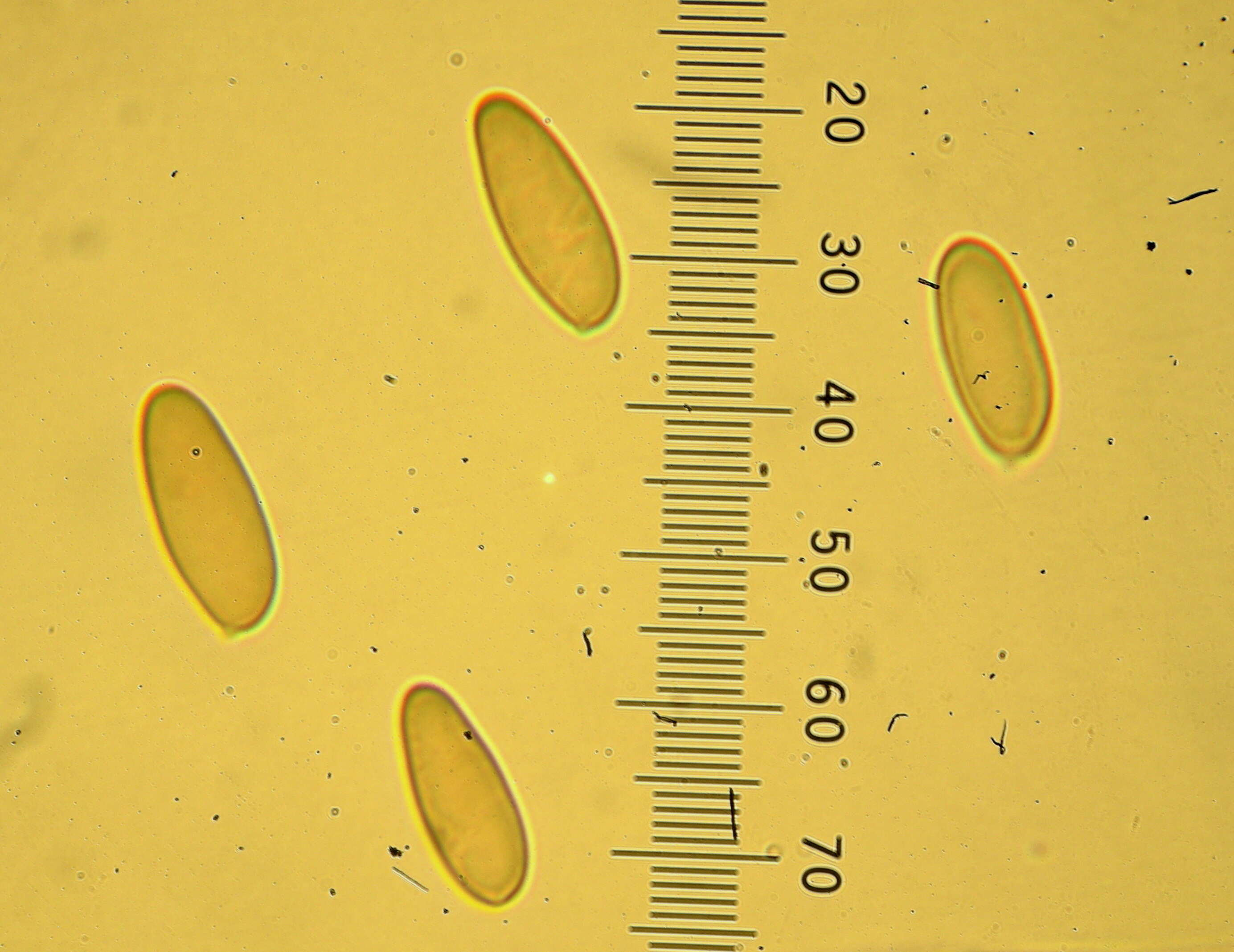 Image of Gomphidius glutinosus (Schaeff.) Fr. 1838