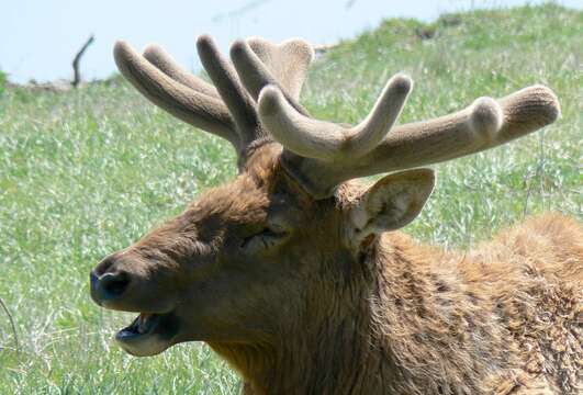 Image of North American elk