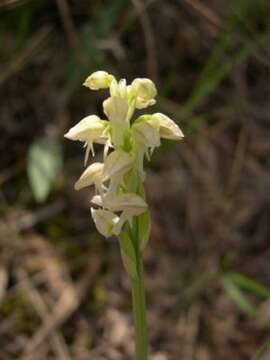 Image of Dense-flowered orchid