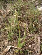 Image of Dense-flowered orchid