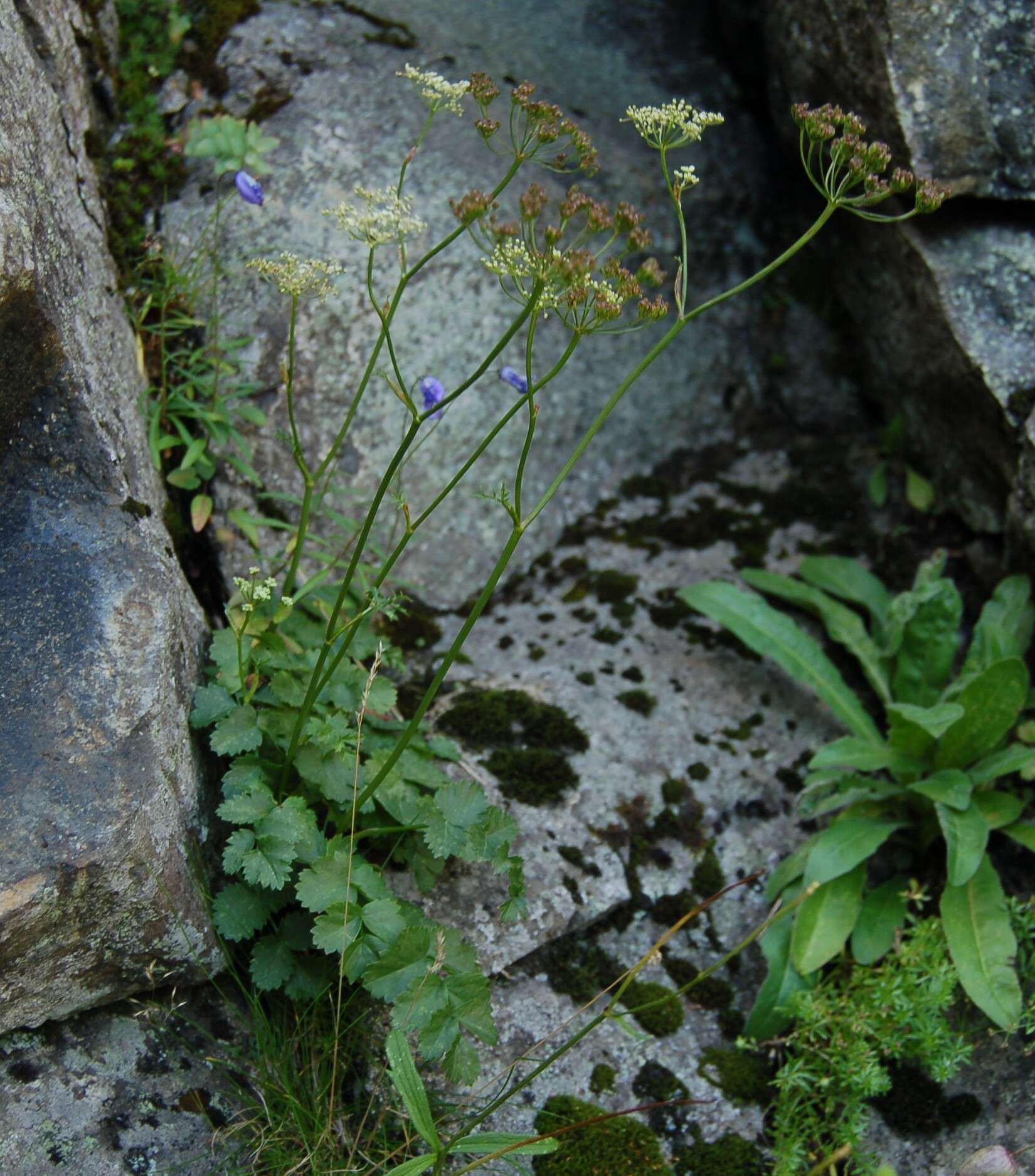 Imagem de Pimpinella saxifraga L.