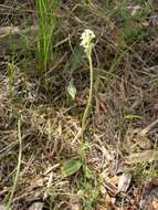 Image of Dense-flowered orchid