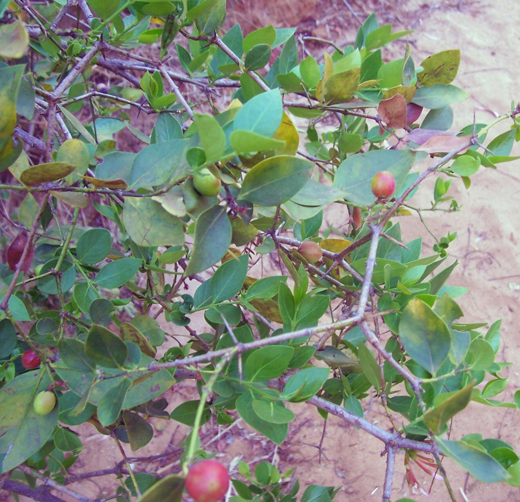 Imagem de Syzygium cordatum Hochst.