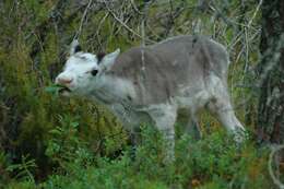 Image of Rangifer C. H. Smith 1827