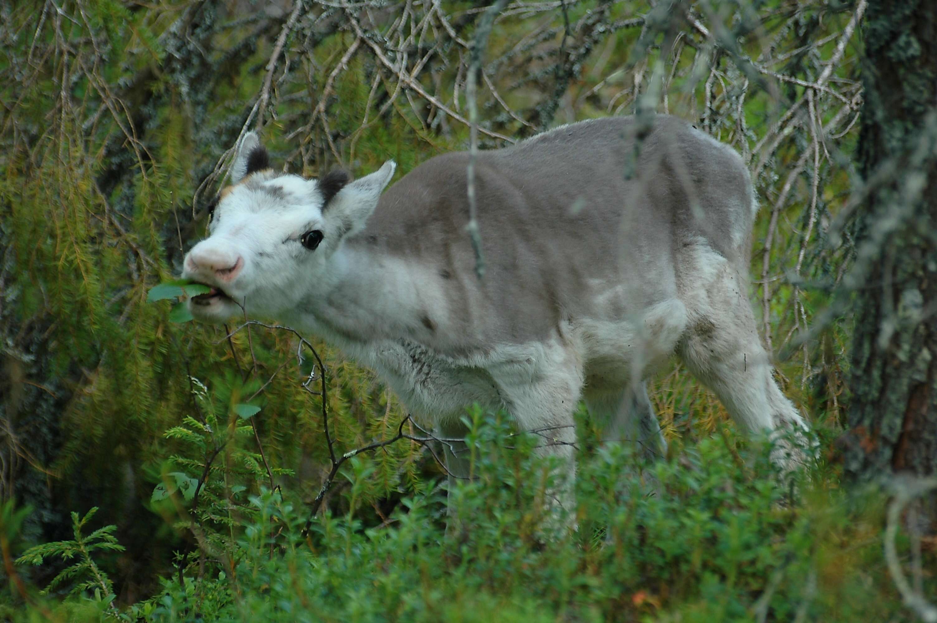 Image of Rangifer C. H. Smith 1827