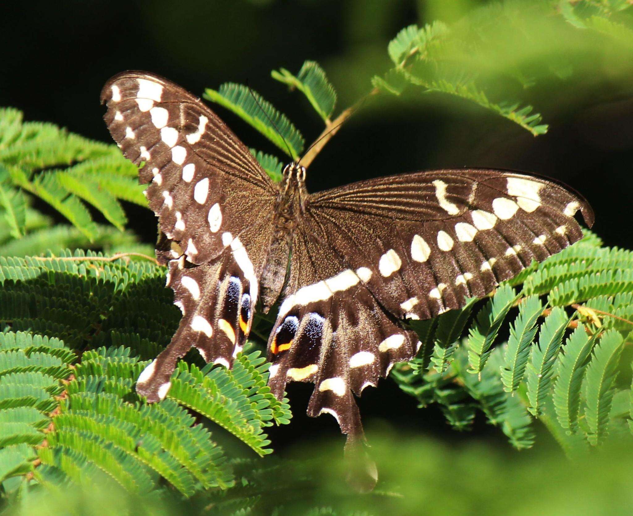 Sivun Papilio ophidicephalus Oberthür 1878 kuva