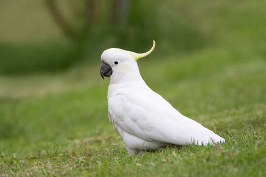 Image of Sulphur-crested Cockatoo