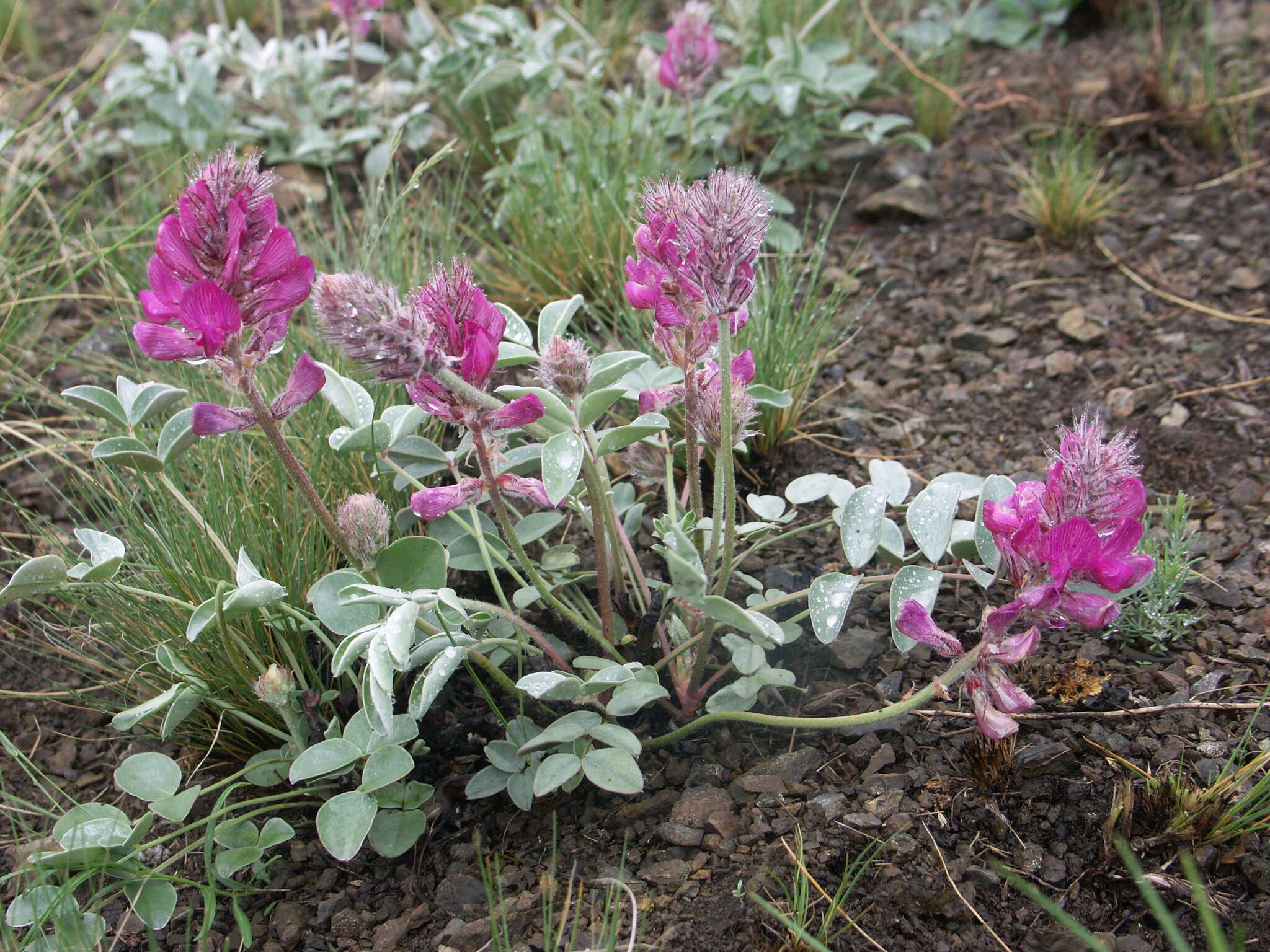 Plancia ëd Hedysarum argyrophyllum Ledeb.