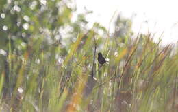 Image of Red-shouldered Blackbird