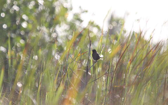 Image of Red-shouldered Blackbird