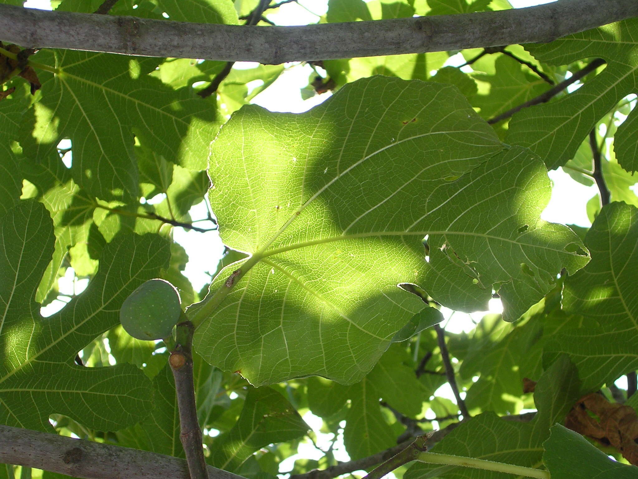 Plancia ëd Ficus carica L.