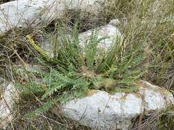 Plancia ëd Oxytropis microphylla (Pall.) DC.