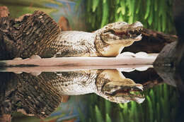 Image of Yacare caiman