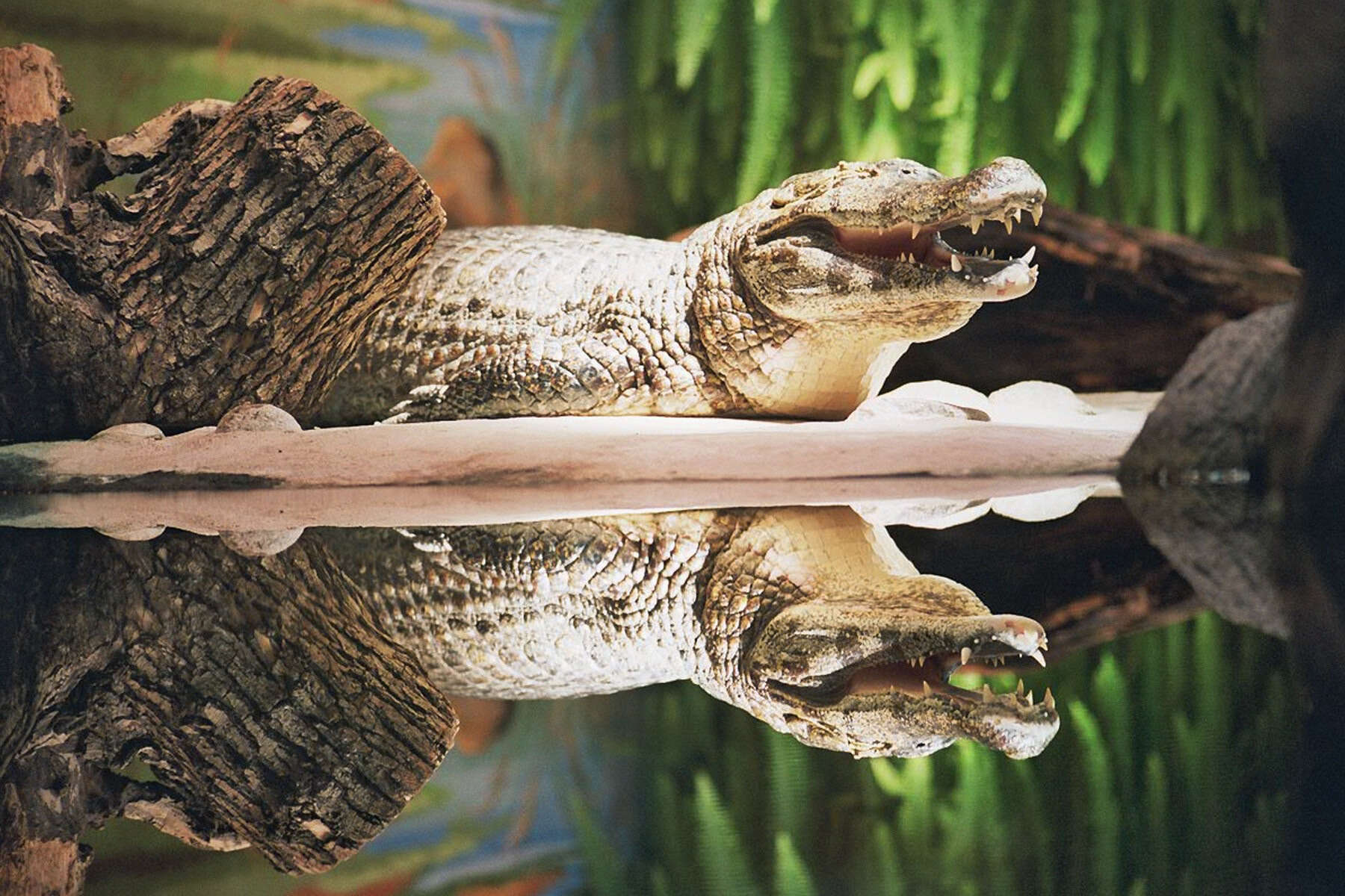 Image of Yacare caiman