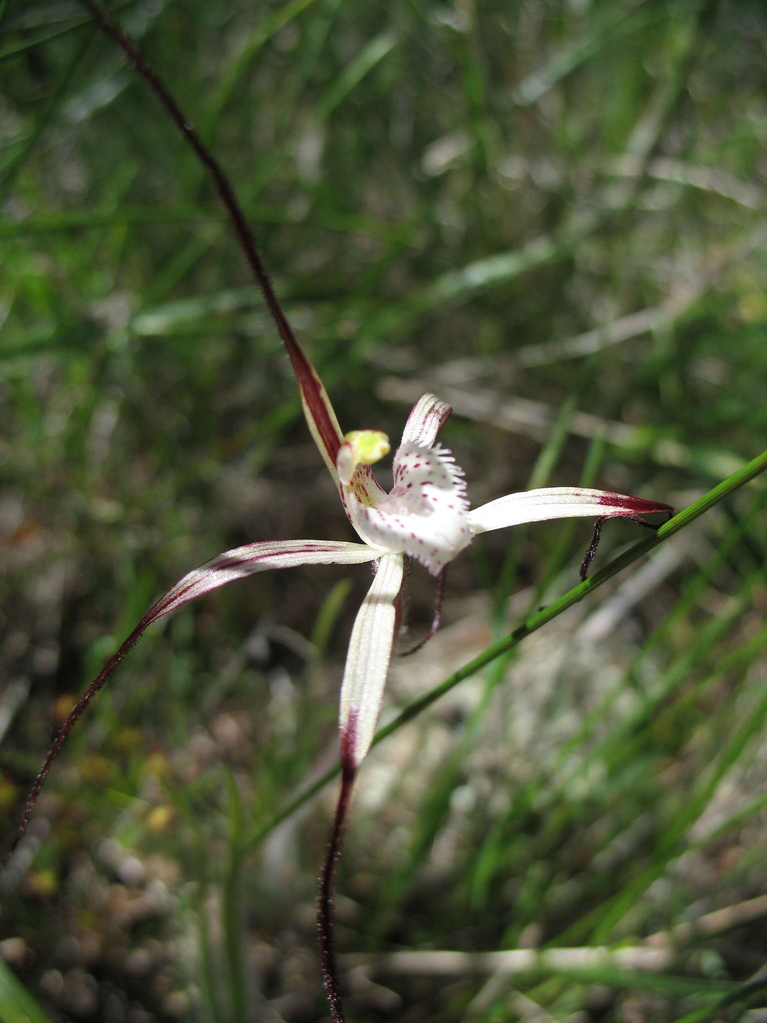 Image of Caladenia denticulata subsp. rubella A. P. Br. & G. Brockman