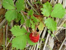 Image of Fragaria iinumae Makino