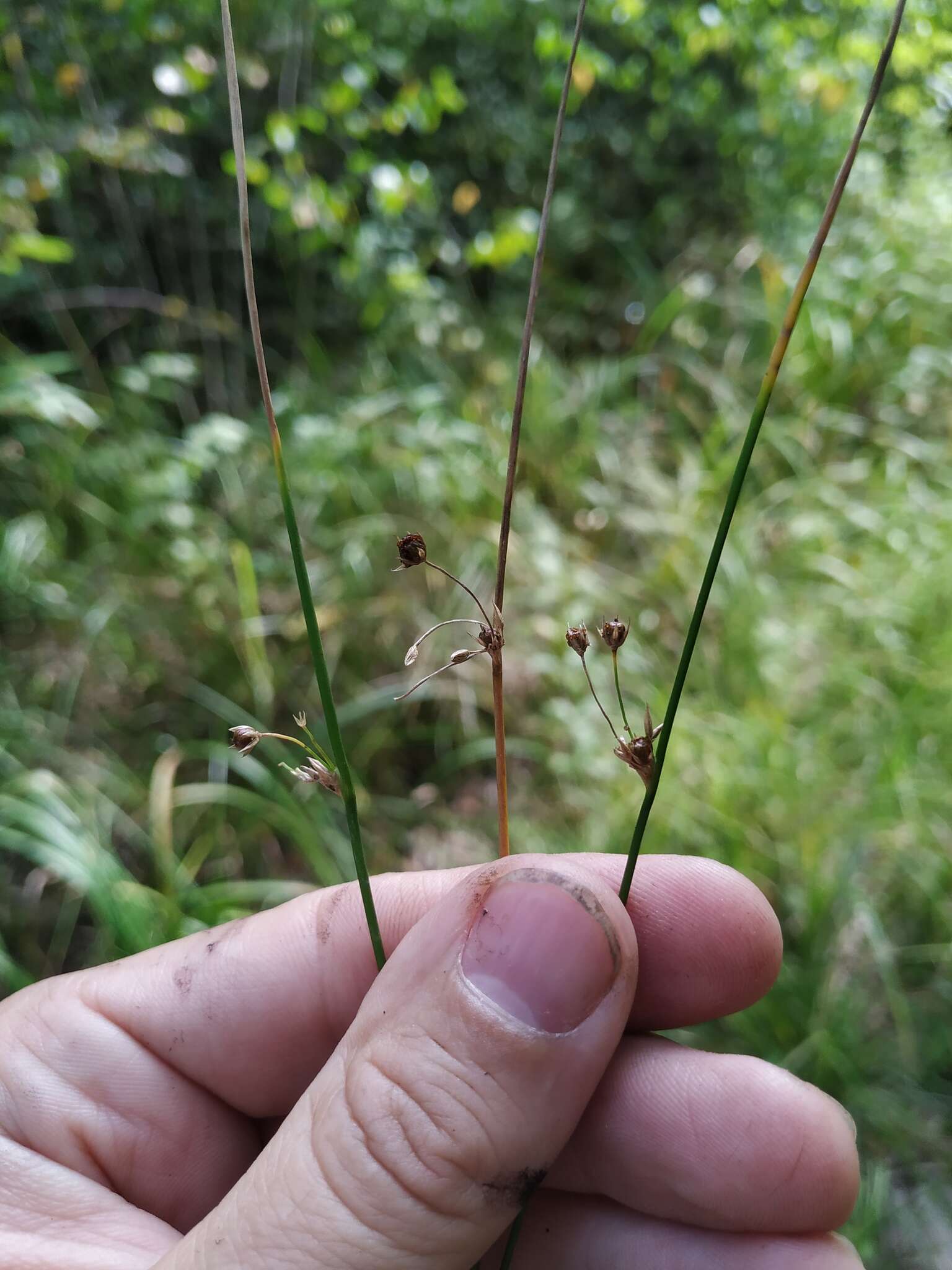 صورة Juncus filiformis L.