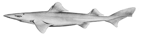 Image of Dumb Gulper Shark