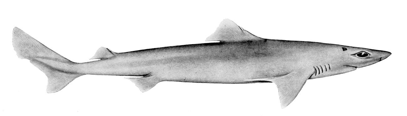 Image de Requin chagrin cagaou