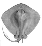 Image of Short-tail Stingray