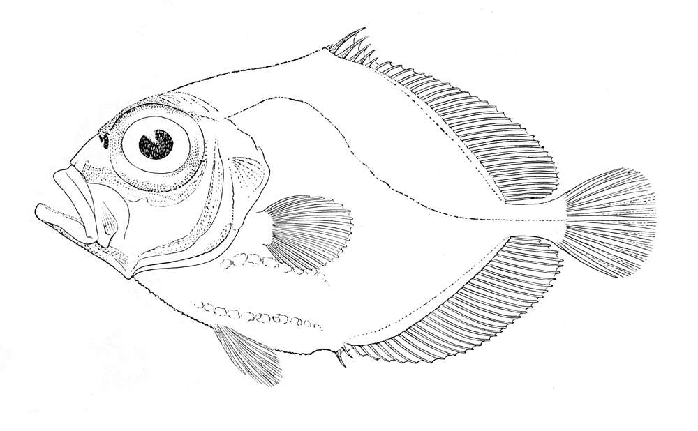 Image of Allocyttus