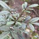 Image of Fraser's boronia