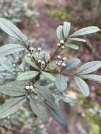 Image of Boronia fraseri Hook.