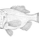 Image of Hoplostethus intermedius