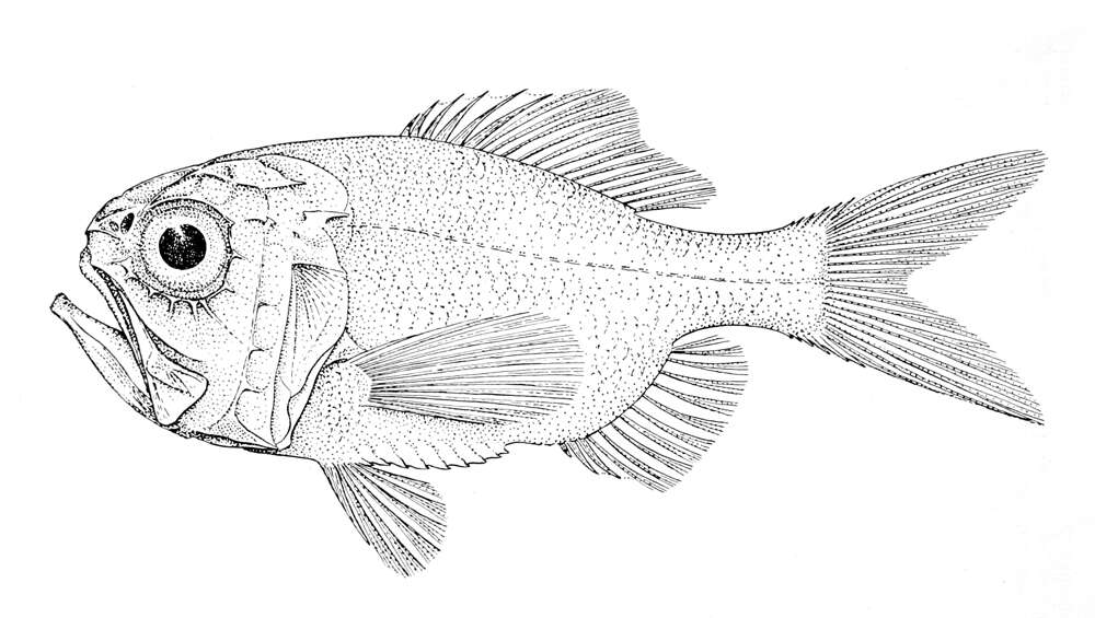 Image of Hoplostethus intermedius