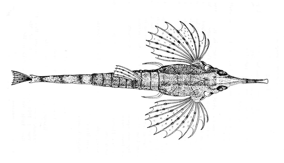 Image of Long-tailed Dragonfish