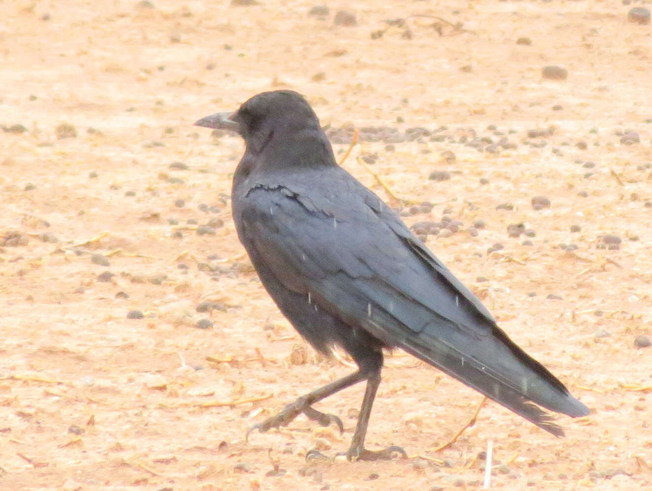 Image of Corvus capensis capensis Lichtenstein & Mhk 1823