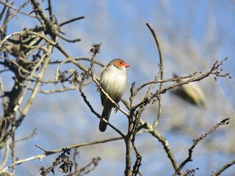 Image of Orange-cheeked Waxbill