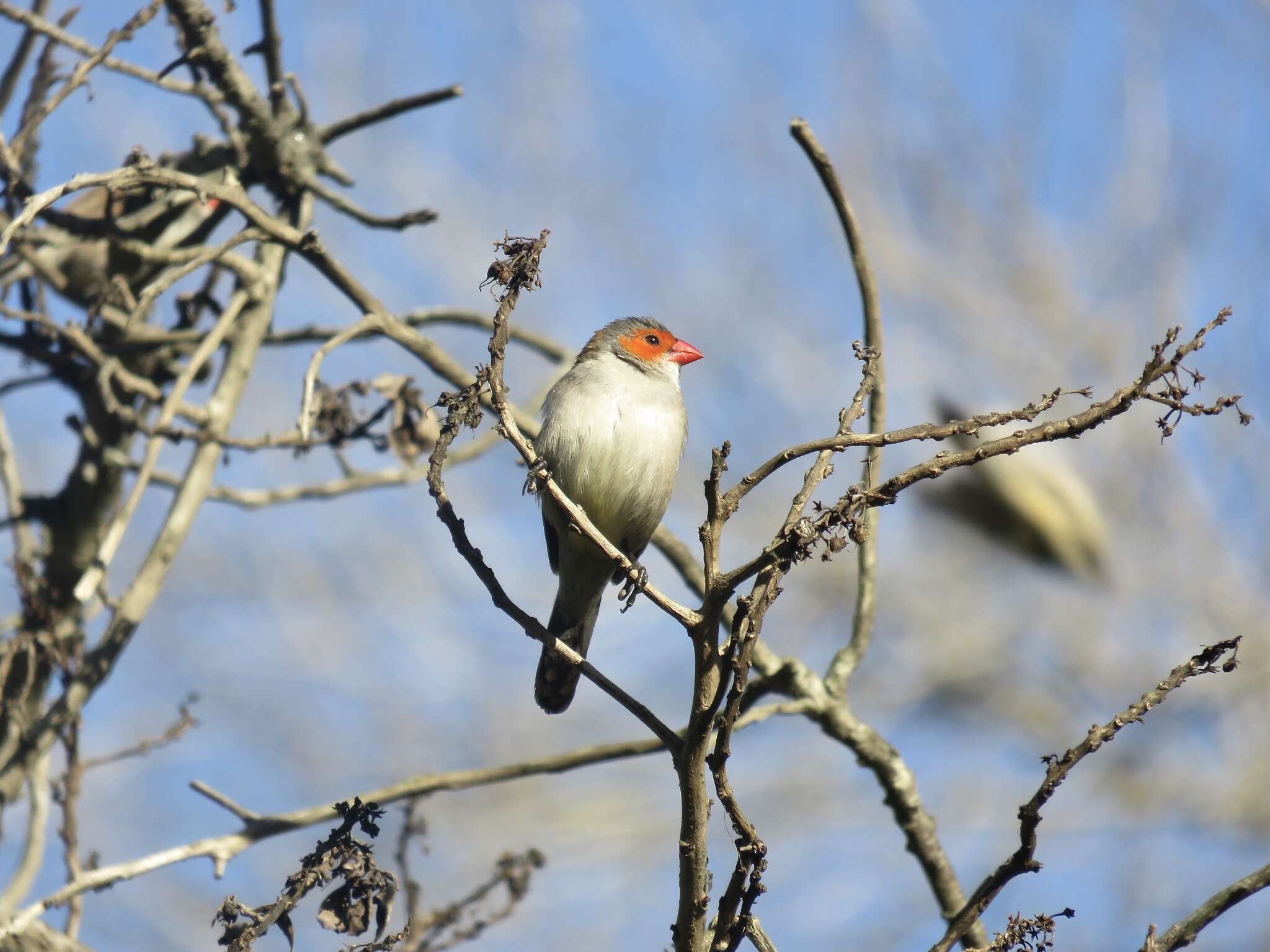 Image of Orange-cheeked Waxbill