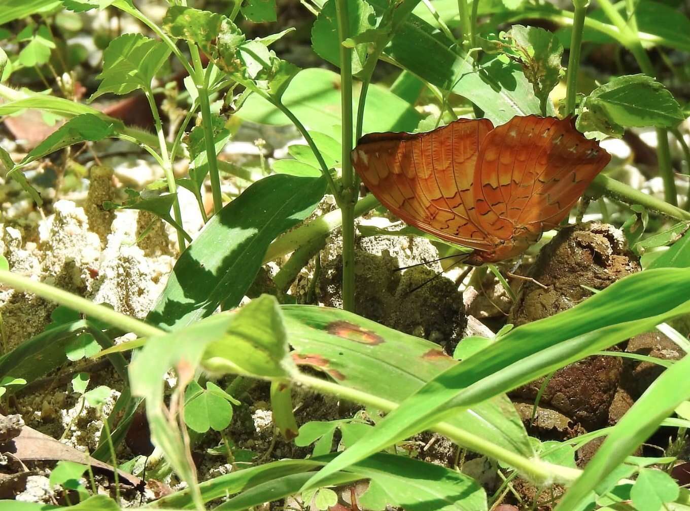 Image of Charaxes marmax Westwood 1848