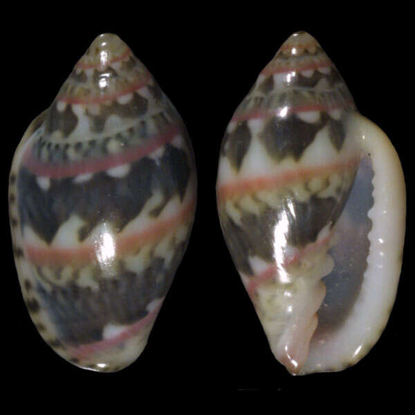 Image of Marginella liparozona Tomlin & Shackleford 1913