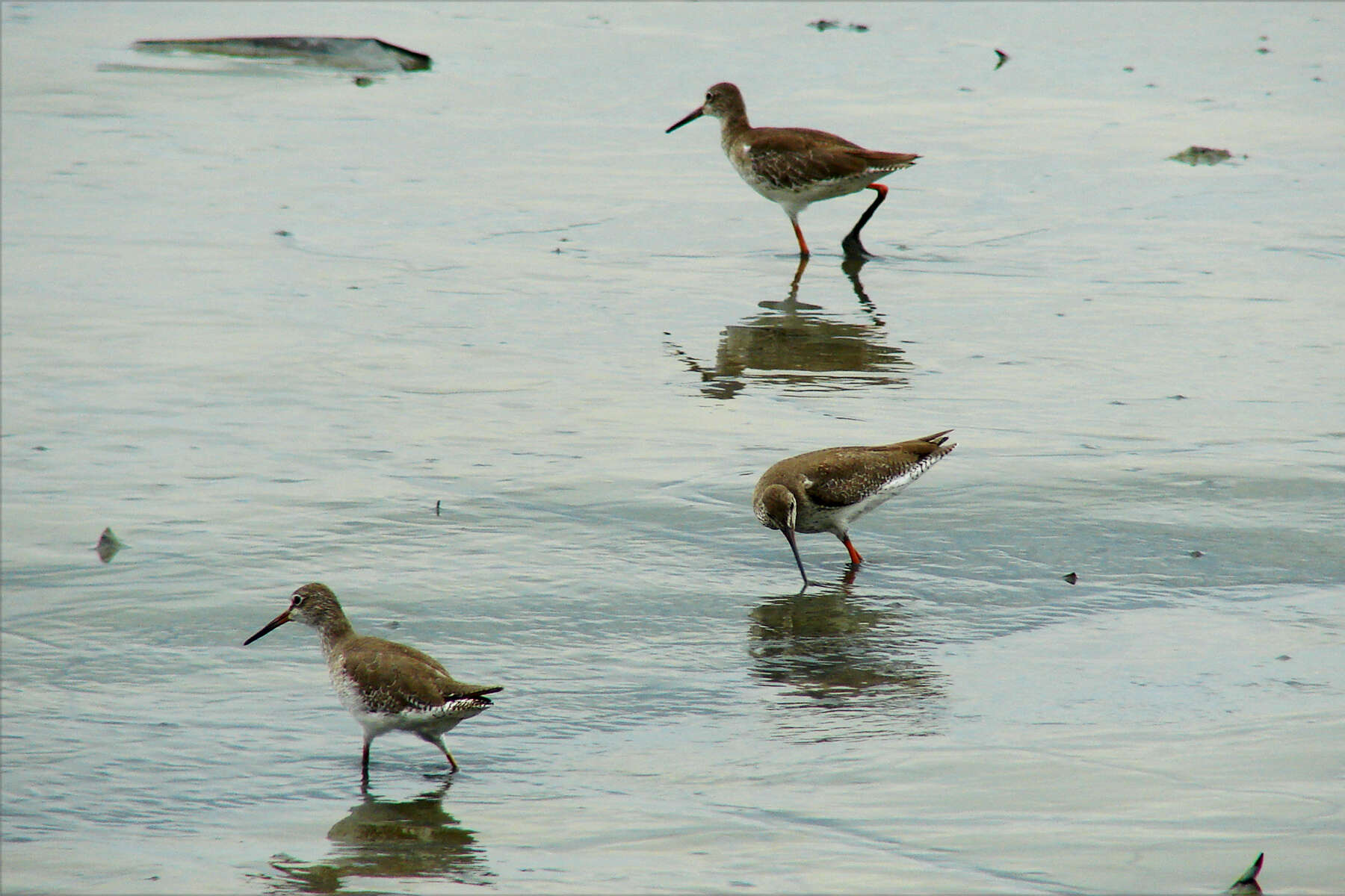 Image of Common Redshank