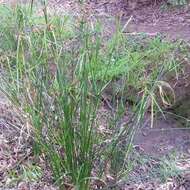 Imagem de Cyperus vaginatus R. Br.