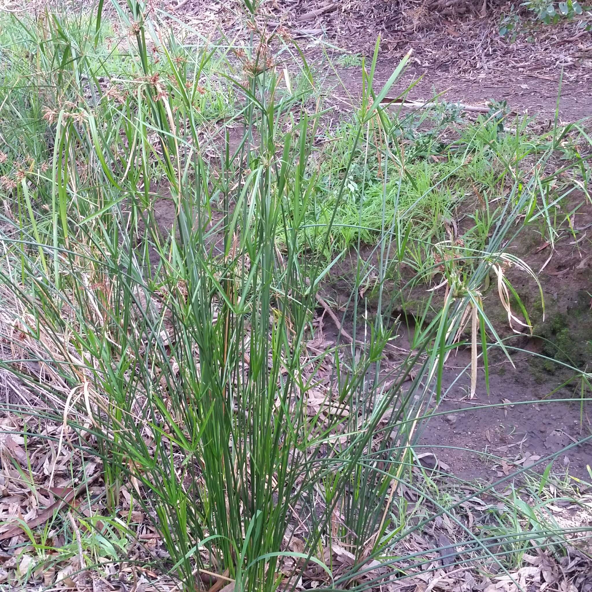 Imagem de Cyperus vaginatus R. Br.