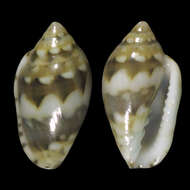 Image of Marginella melvilli Tomlin & Shackleford 1913