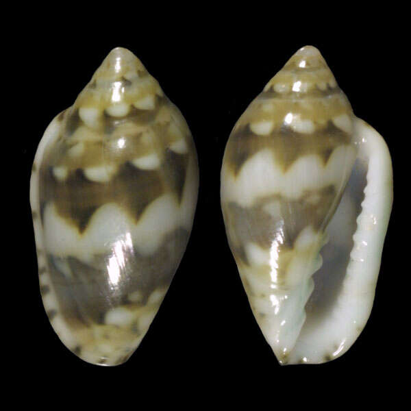 Marginella melvilli Tomlin & Shackleford 1913的圖片