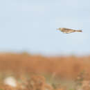 Image de Pipit de Godlewski